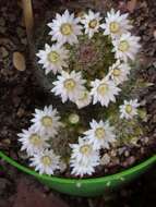 صورة Mammillaria zeilmanniana Boed.