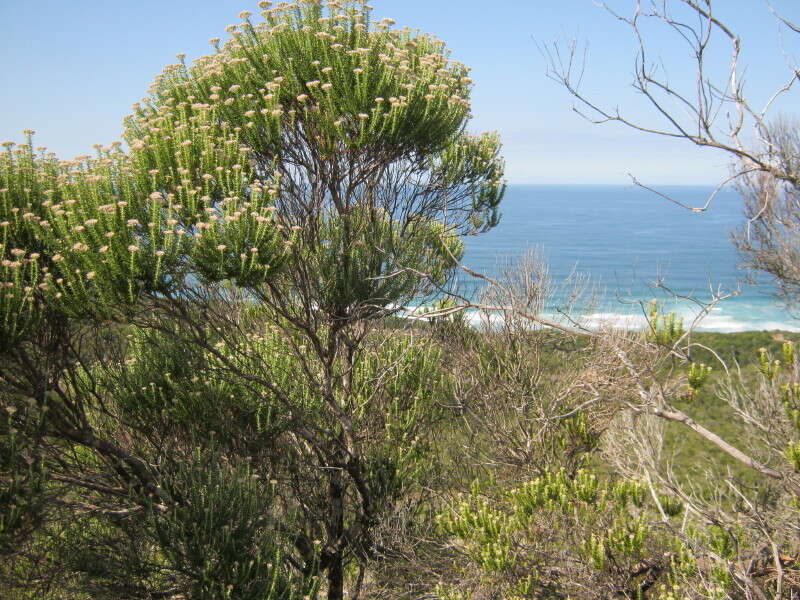 Image of Strandveld Blombush