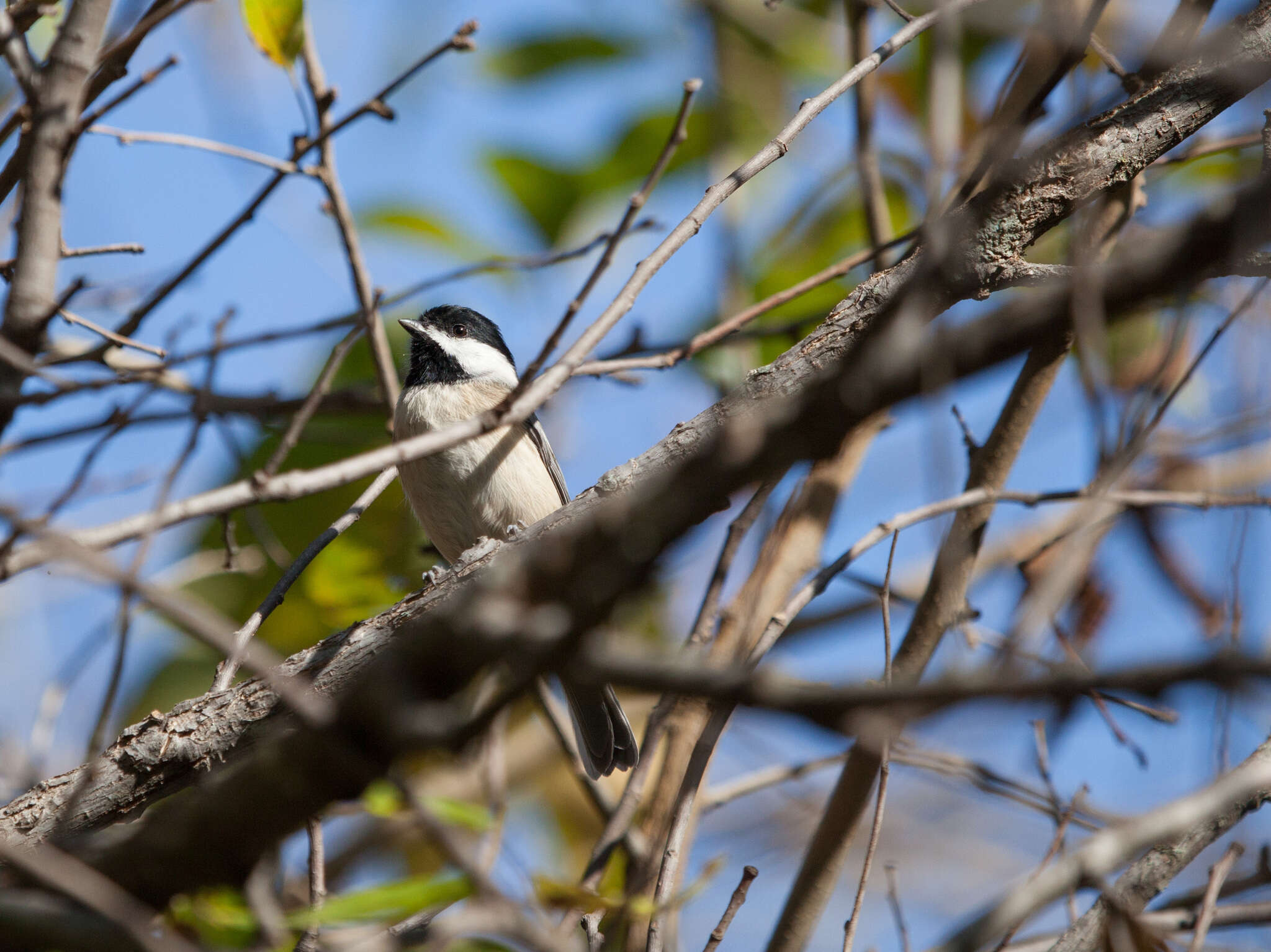 Image of Carolina Chickadee