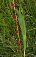 Rumex arcticus Trautv.的圖片