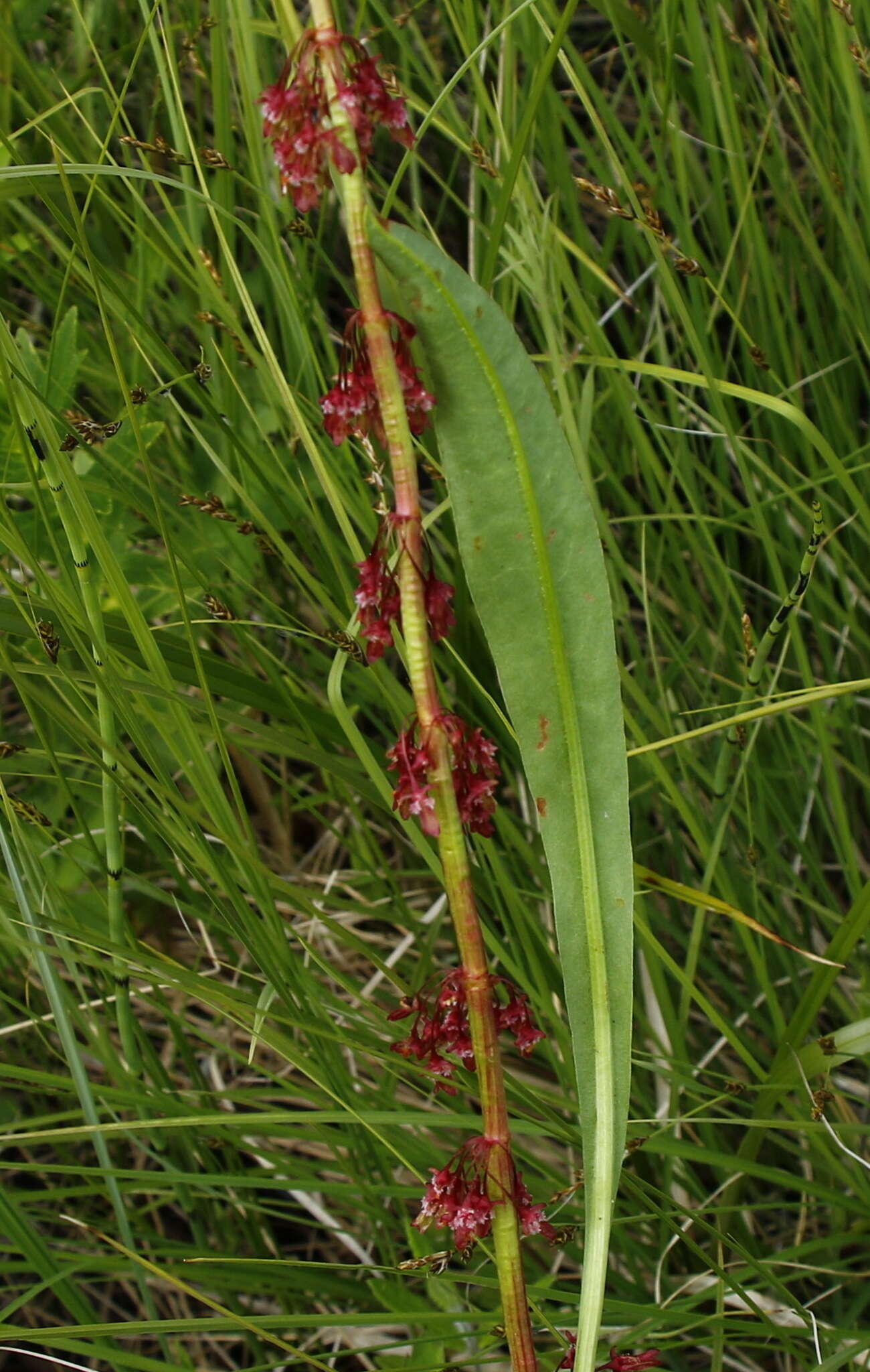 Rumex arcticus Trautv.的圖片