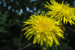 Plancia ëd Sonchus arvensis L.