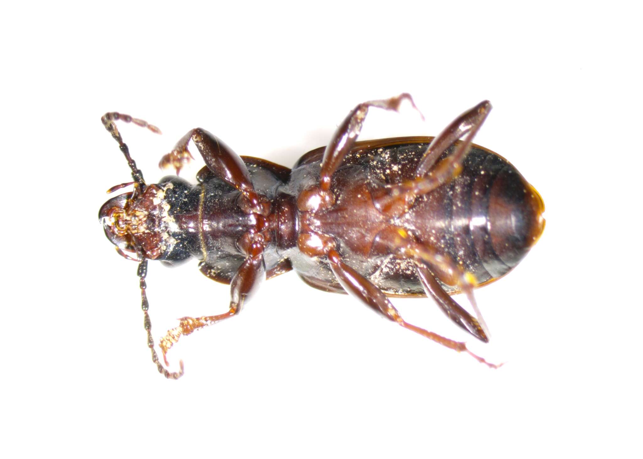 Image of Pterostichus (Bothriopterus) subovatus (Motschulsky 1860)