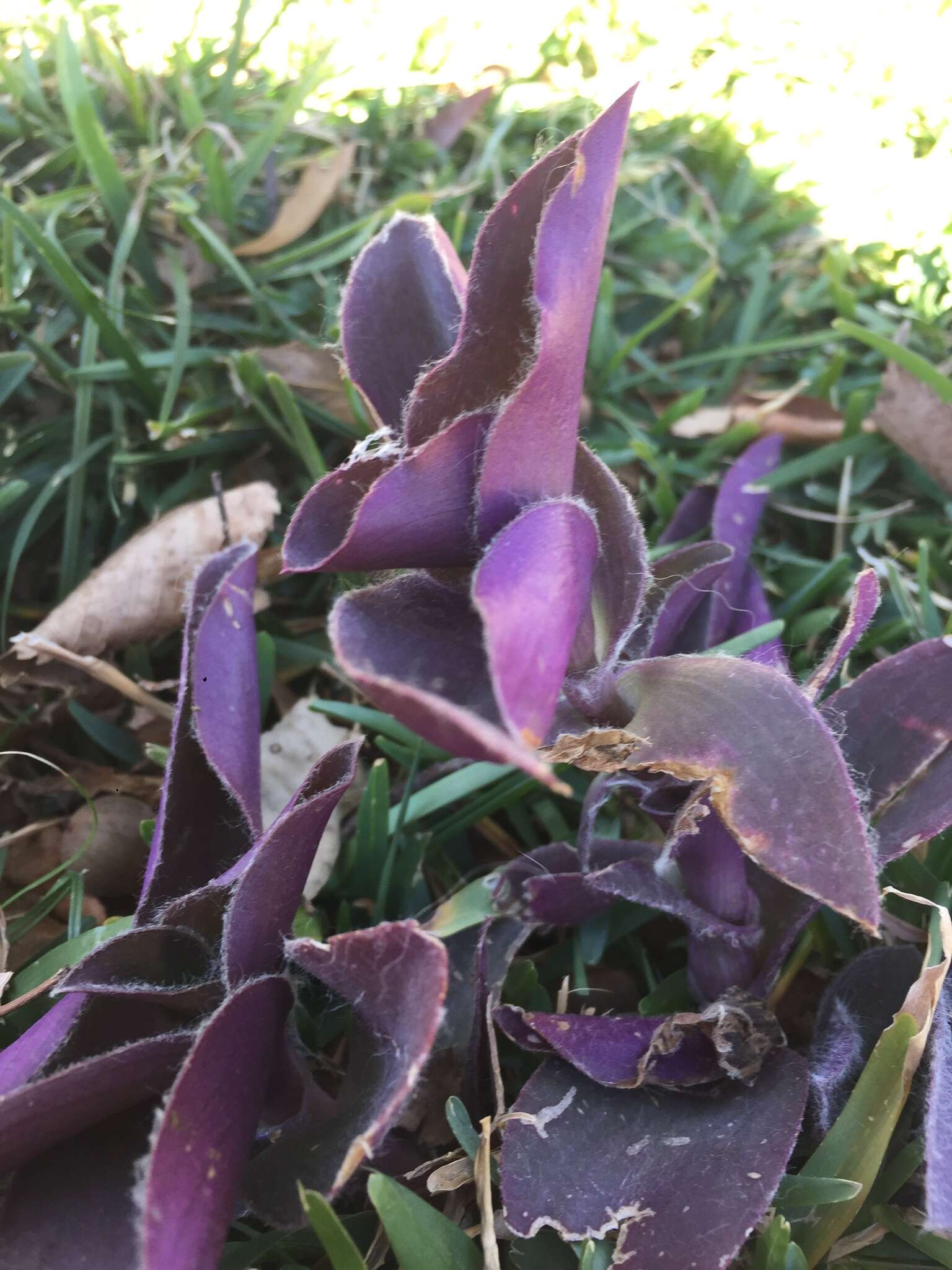 Слика од Tradescantia pallida (Rose) D. R. Hunt