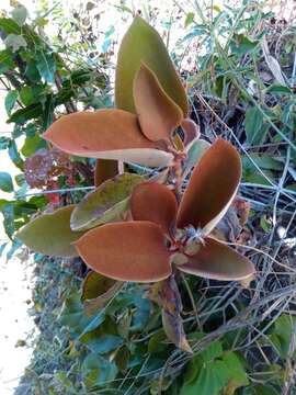 Image of Kalanchoe orgyalis Baker