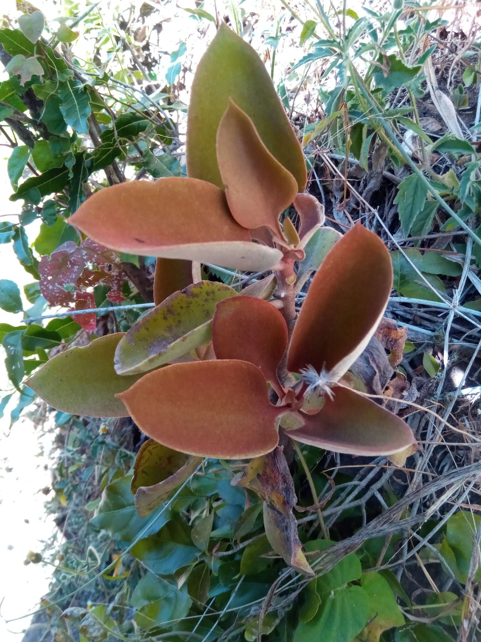 Image of Kalanchoe orgyalis Baker