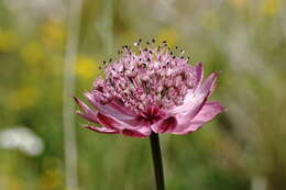 Image of Astrantia major subsp. biebersteinii (Fisch. & C. A. Mey.) I. Grint.