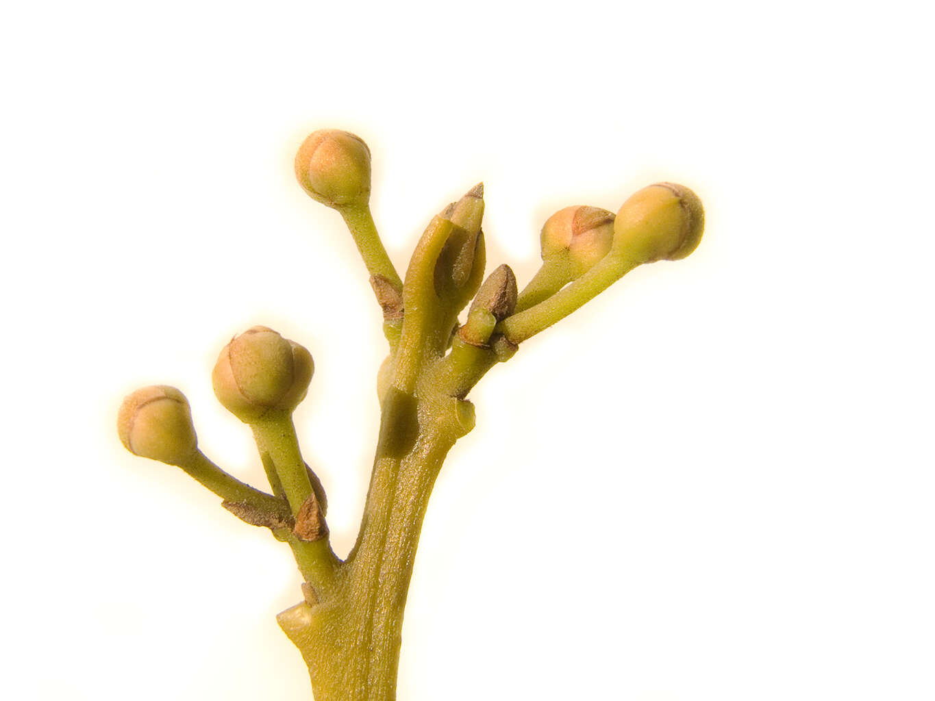 Image of Laurus Nobilis