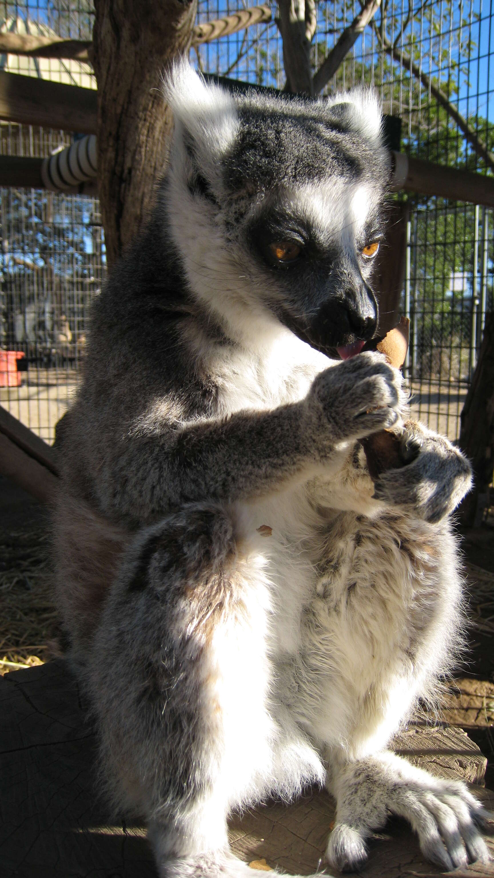 Image of Lemur Linnaeus 1758