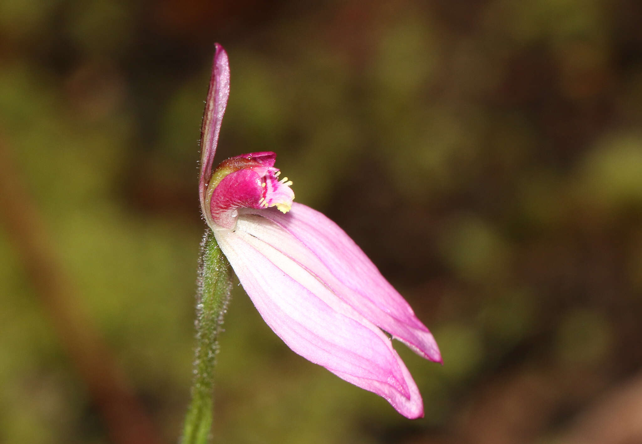 Image of Ornate pink fingers