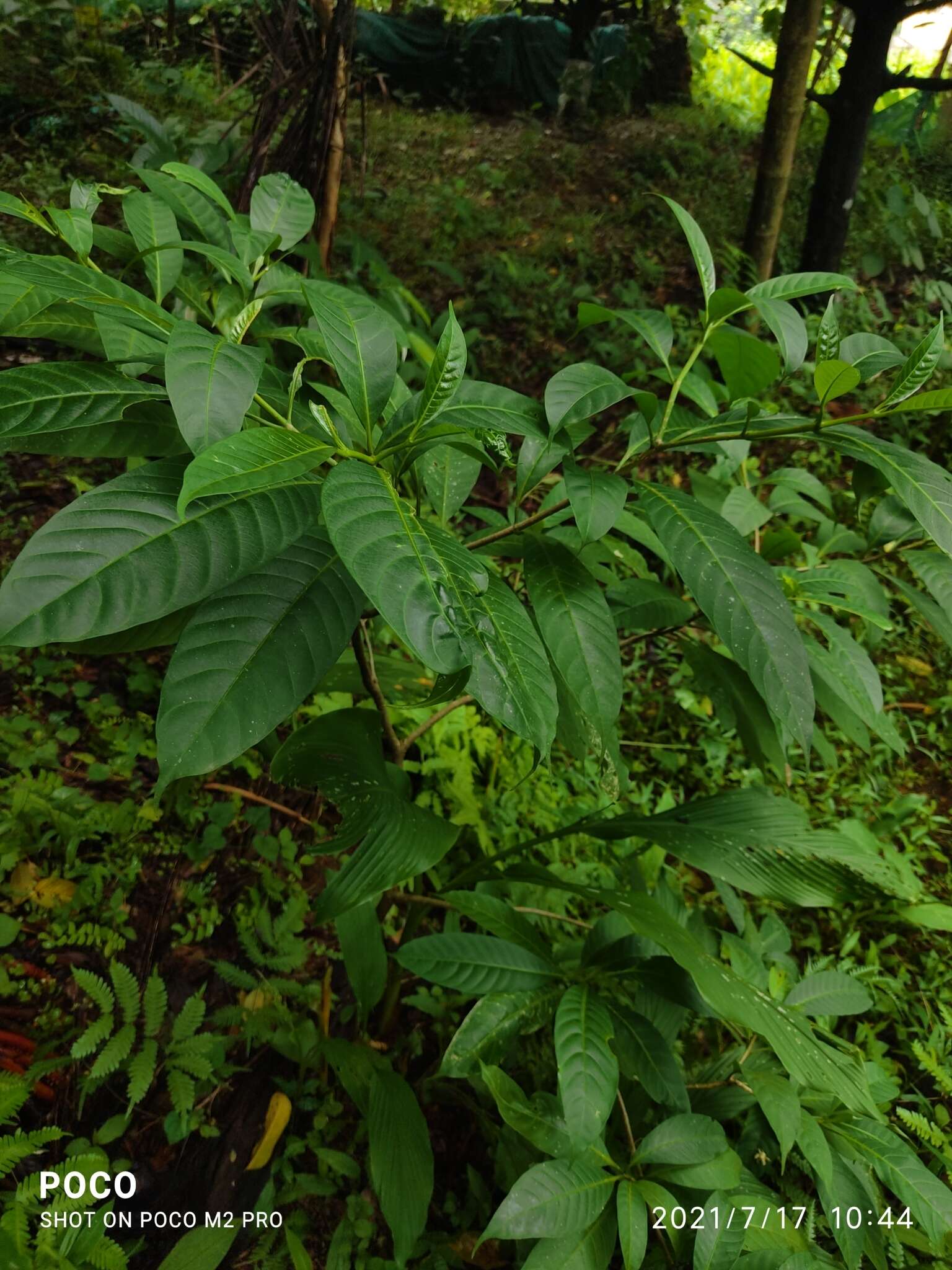 Sivun Tabernaemontana alternifolia L. kuva