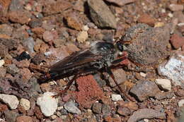 Image of Stenopogon rufibarbis Bromley 1931