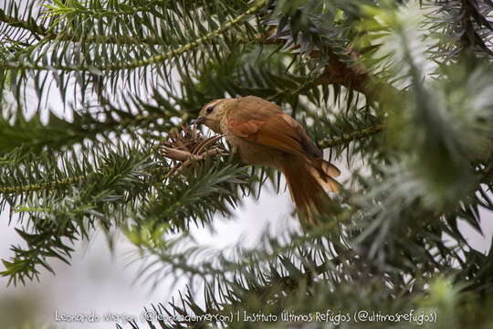 Image of Pallid Spinetail