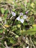 Image of Gentianella magellanica (Gaudich.) Fabris