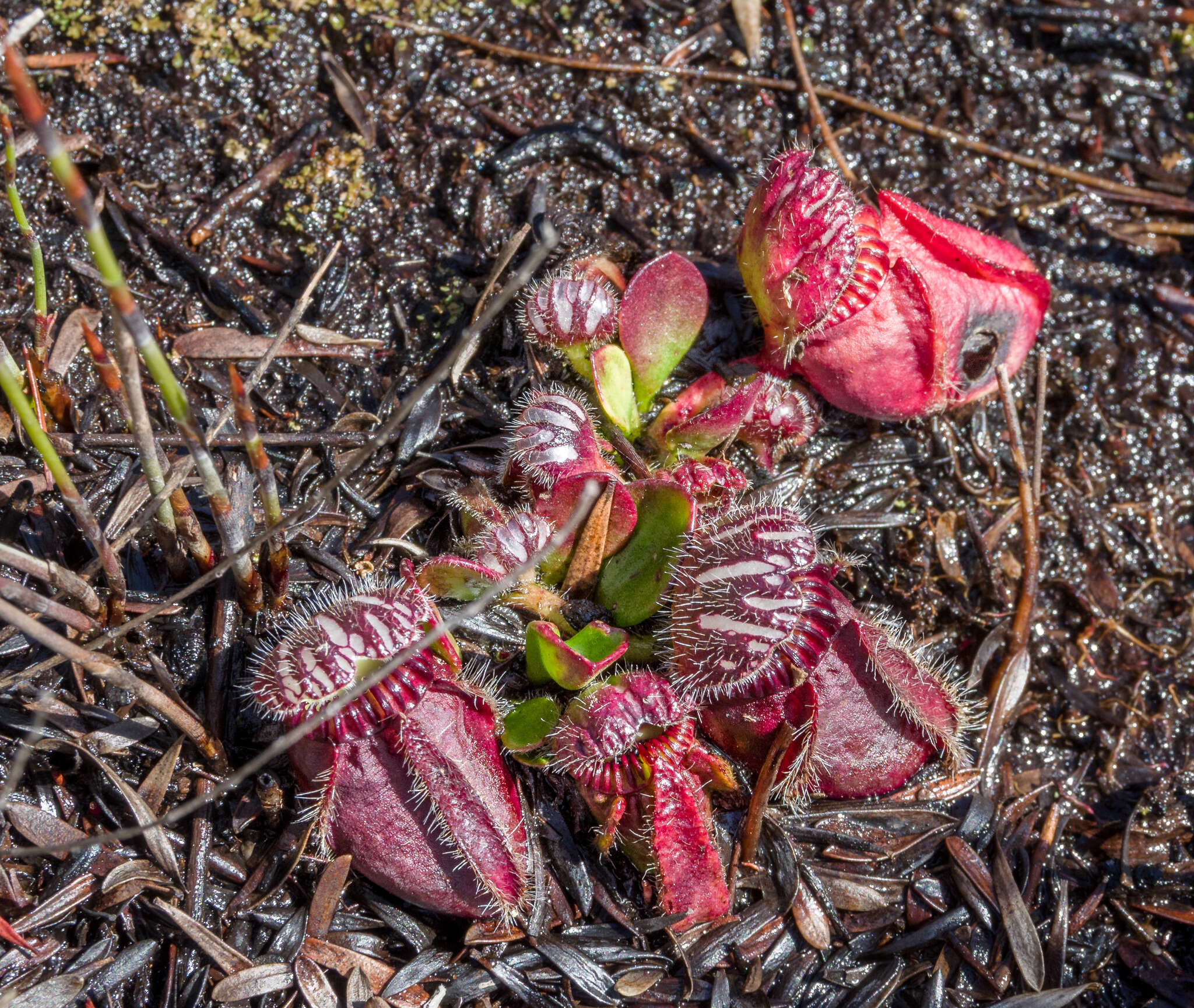 Image of Albany pitcher plant, Australian pitcher plant