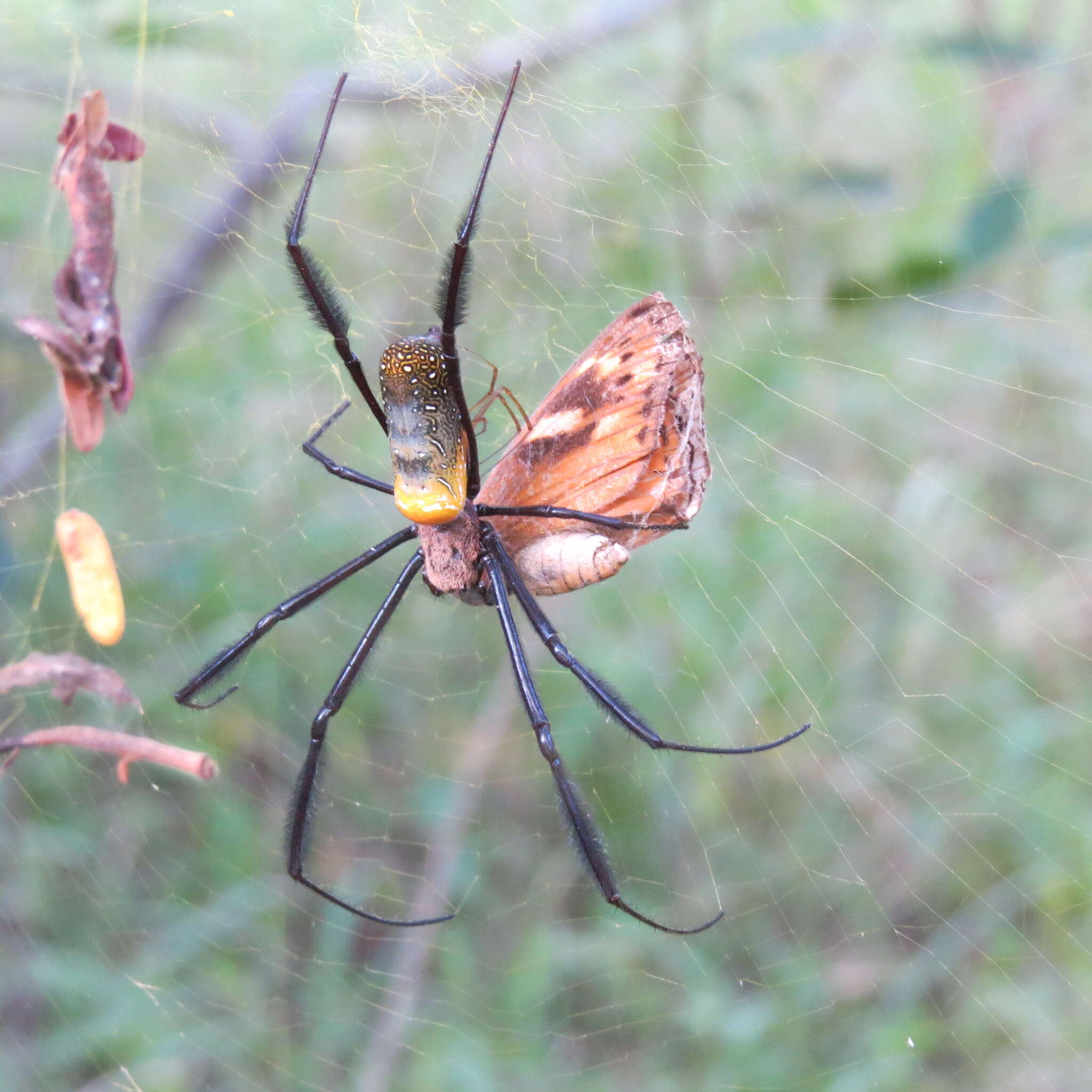 صورة Trichonephila fenestrata (Thorell 1859)