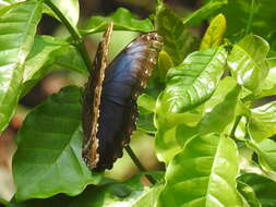 Image of Morpho helenor Cramer 1782