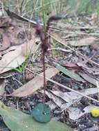 Image of Mayfly orchid