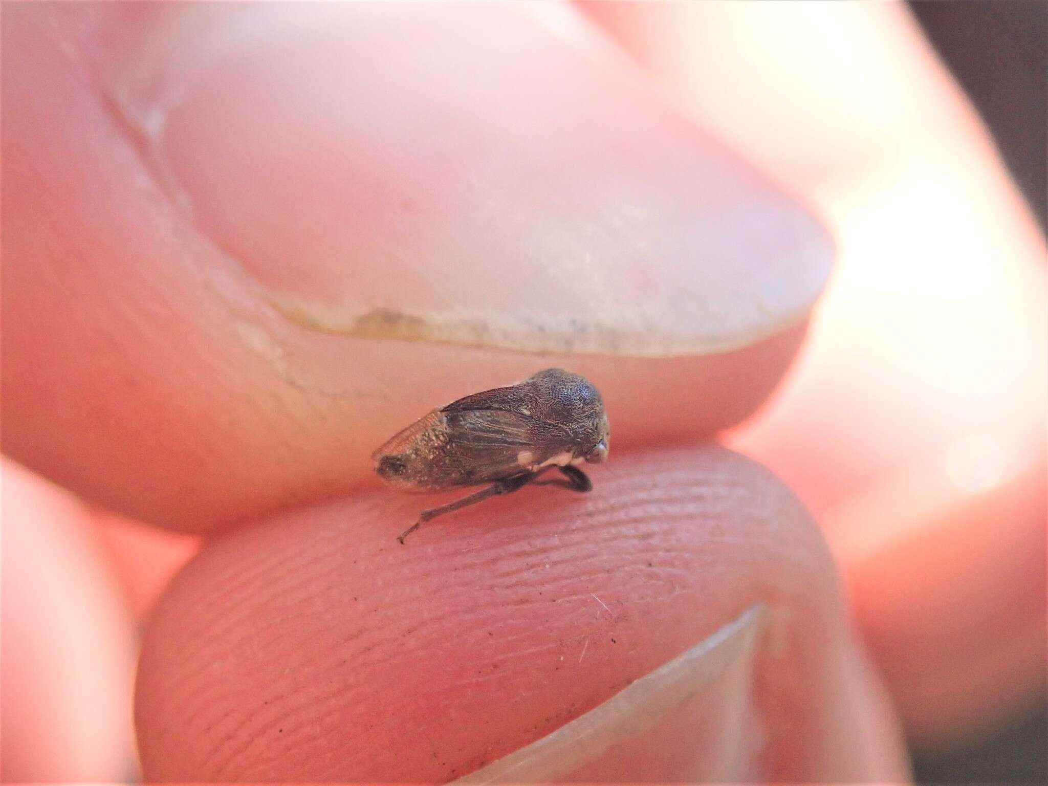 Image of Treehopper