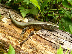 Image of Madagascar Girdled Lizard