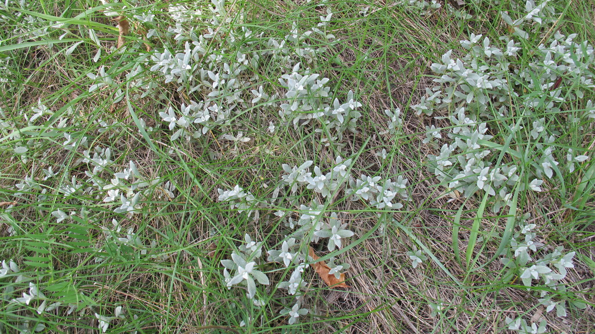 Image of Snow-in-summer