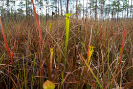 Image of Sarracenia flava var. rugelii (Shuttlew. ex DC.) Mast.