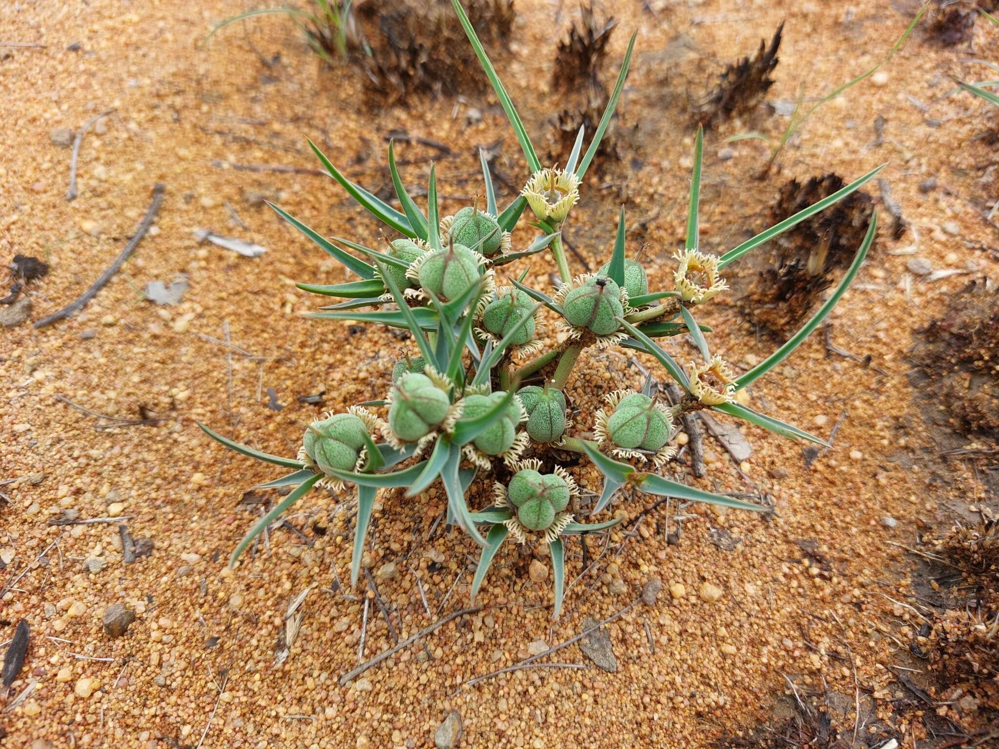 Image of Euphorbia trichadenia Pax