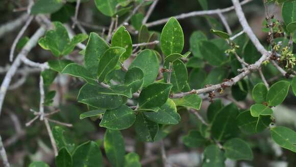 Image of Noronhia foveolata subsp. tomentella (I. Verd.) Hong-Wa & Besnard