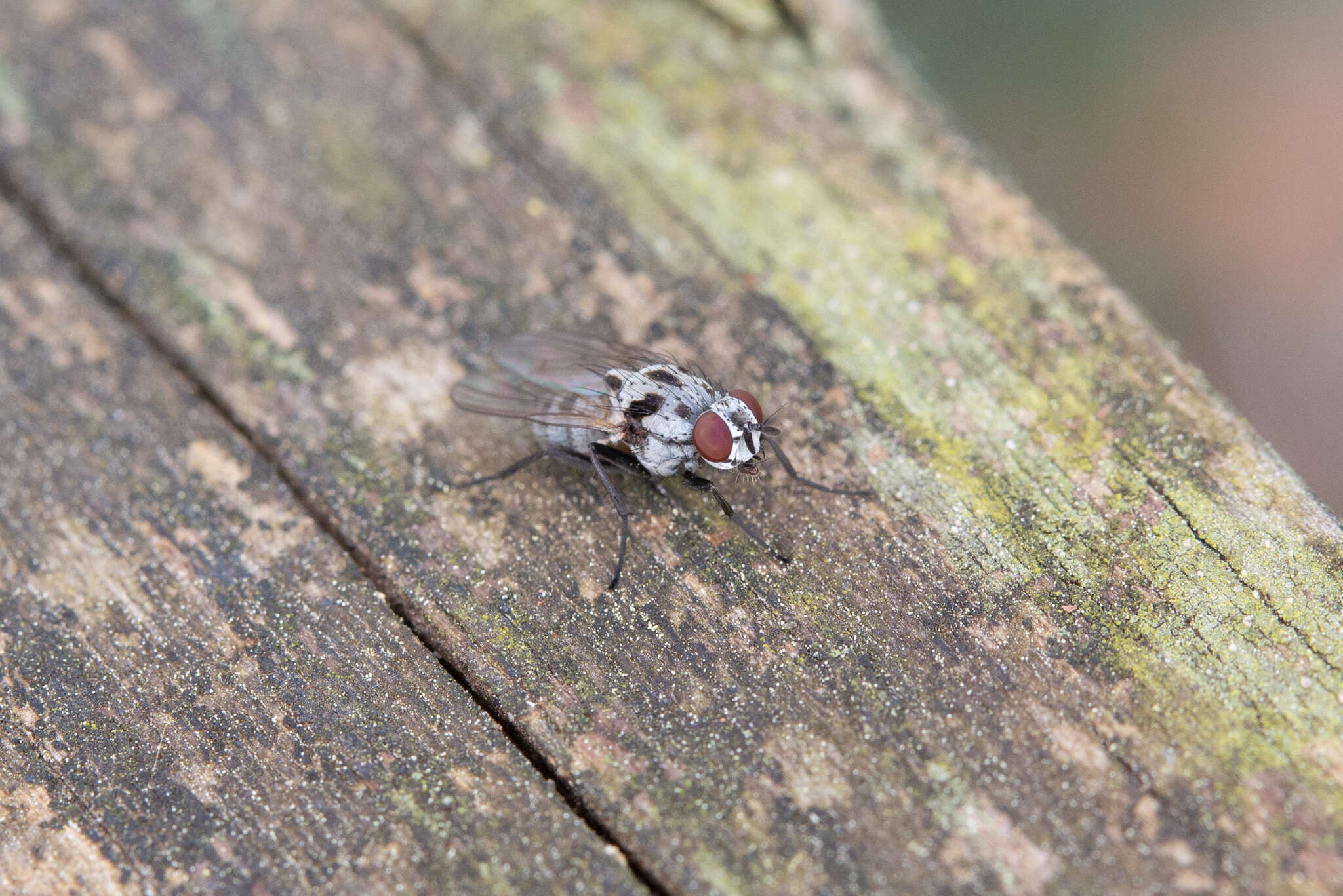 Image of Anthomyia procellaris Rondani 1866