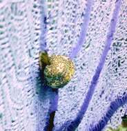 Image of Caribbean sea fan