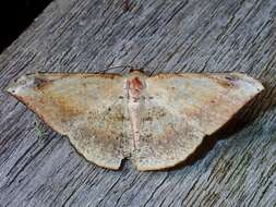 صورة Luxiaria phyllosaria Walker 1860