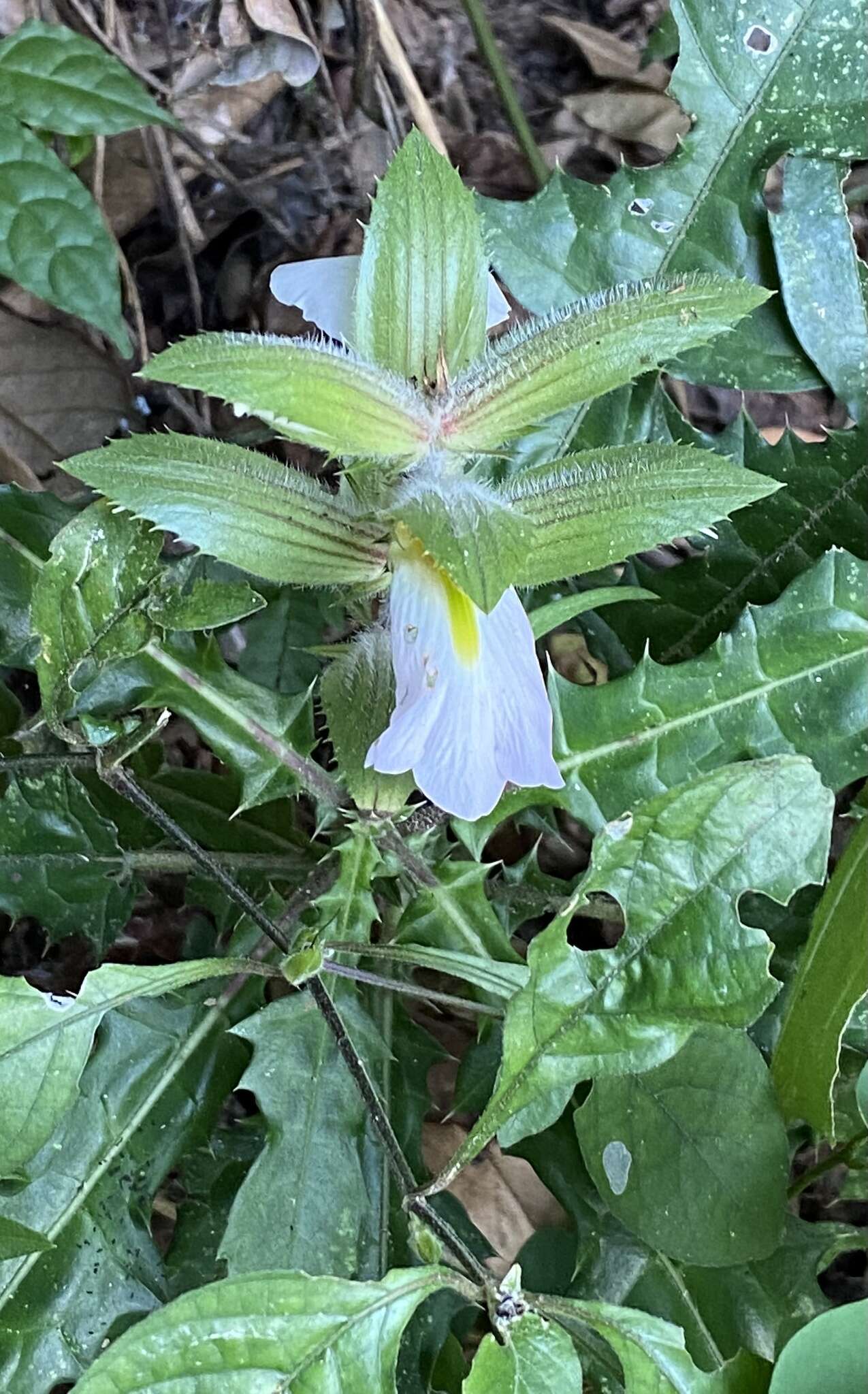 Image of Acanthus guineensis Heine & P. Taylor