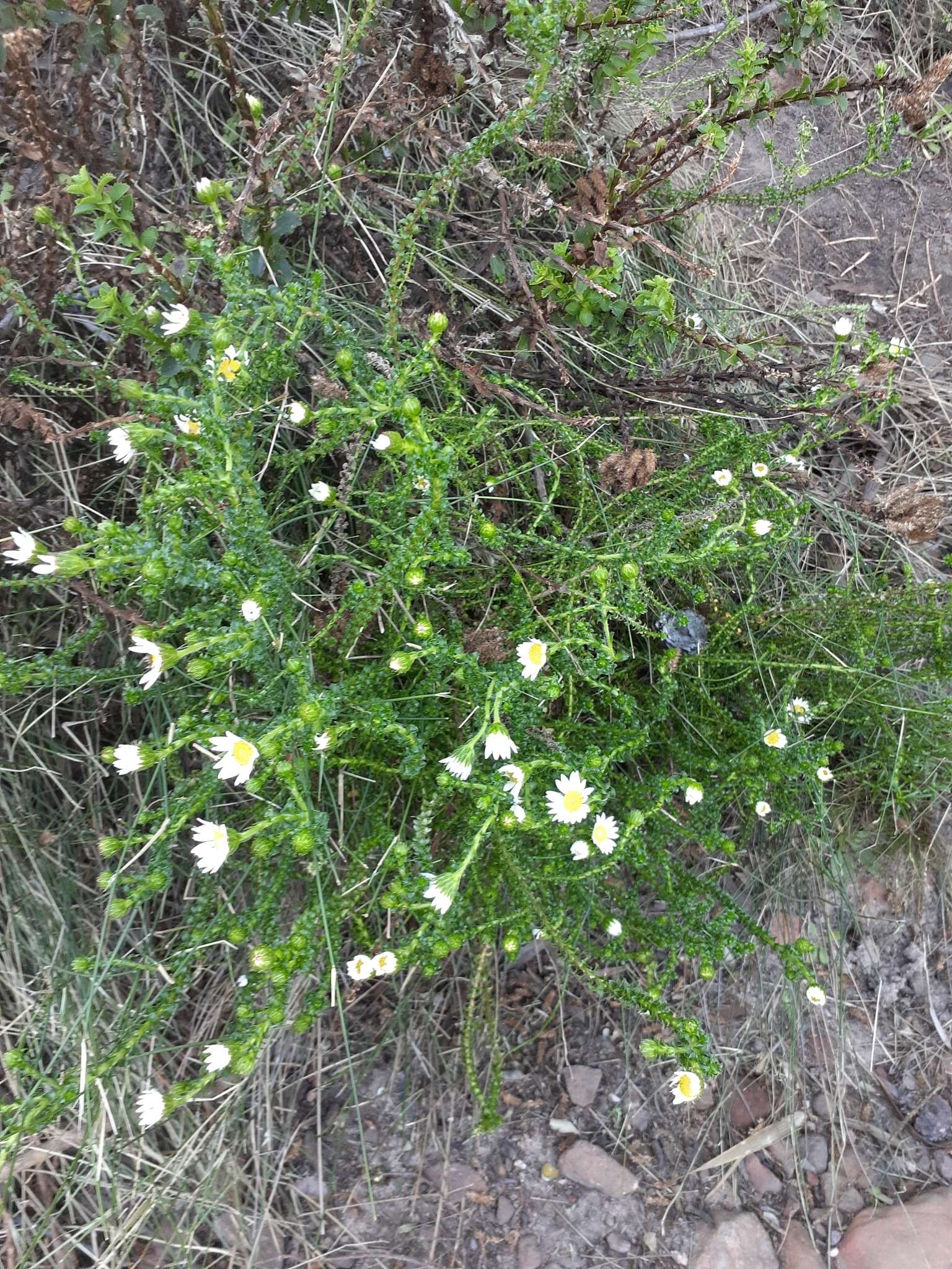 Image of Polyarrhena reflexa subsp. reflexa