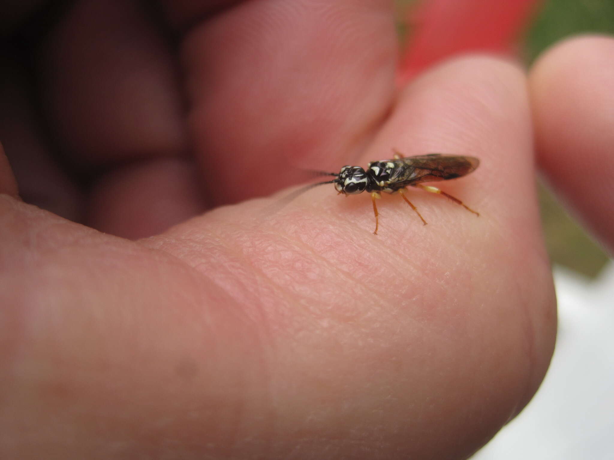 Image de <i>Pamphilius persicum</i>