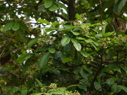 صورة Alseodaphne semecarpifolia Nees