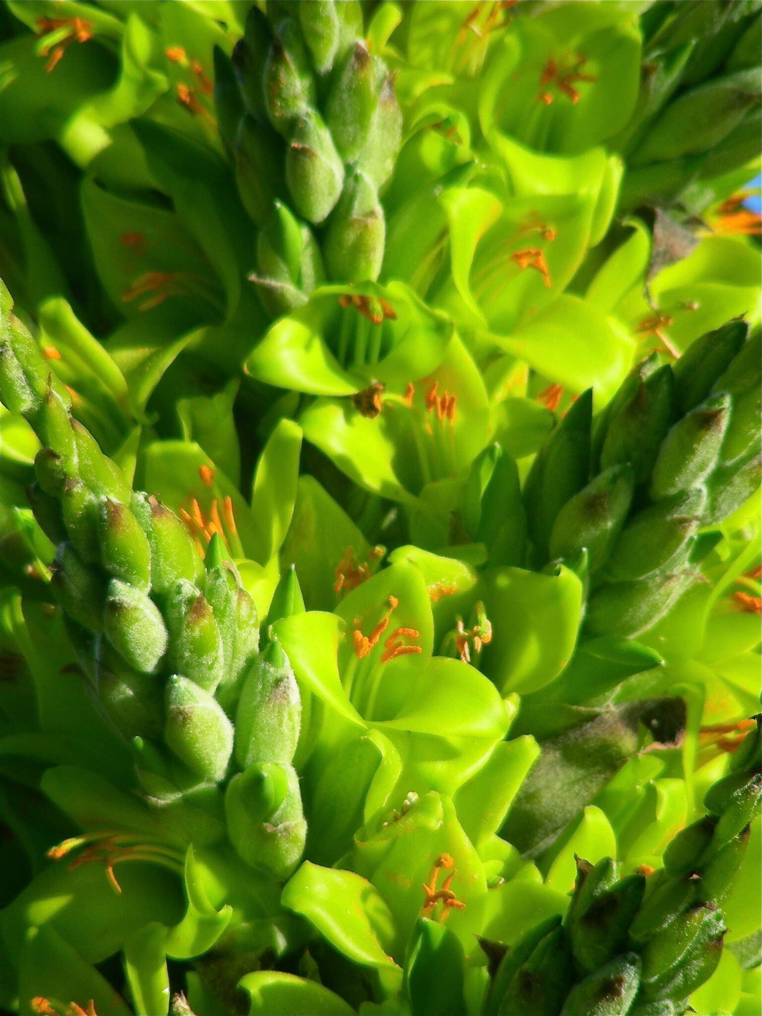 Image of Chilean Puya