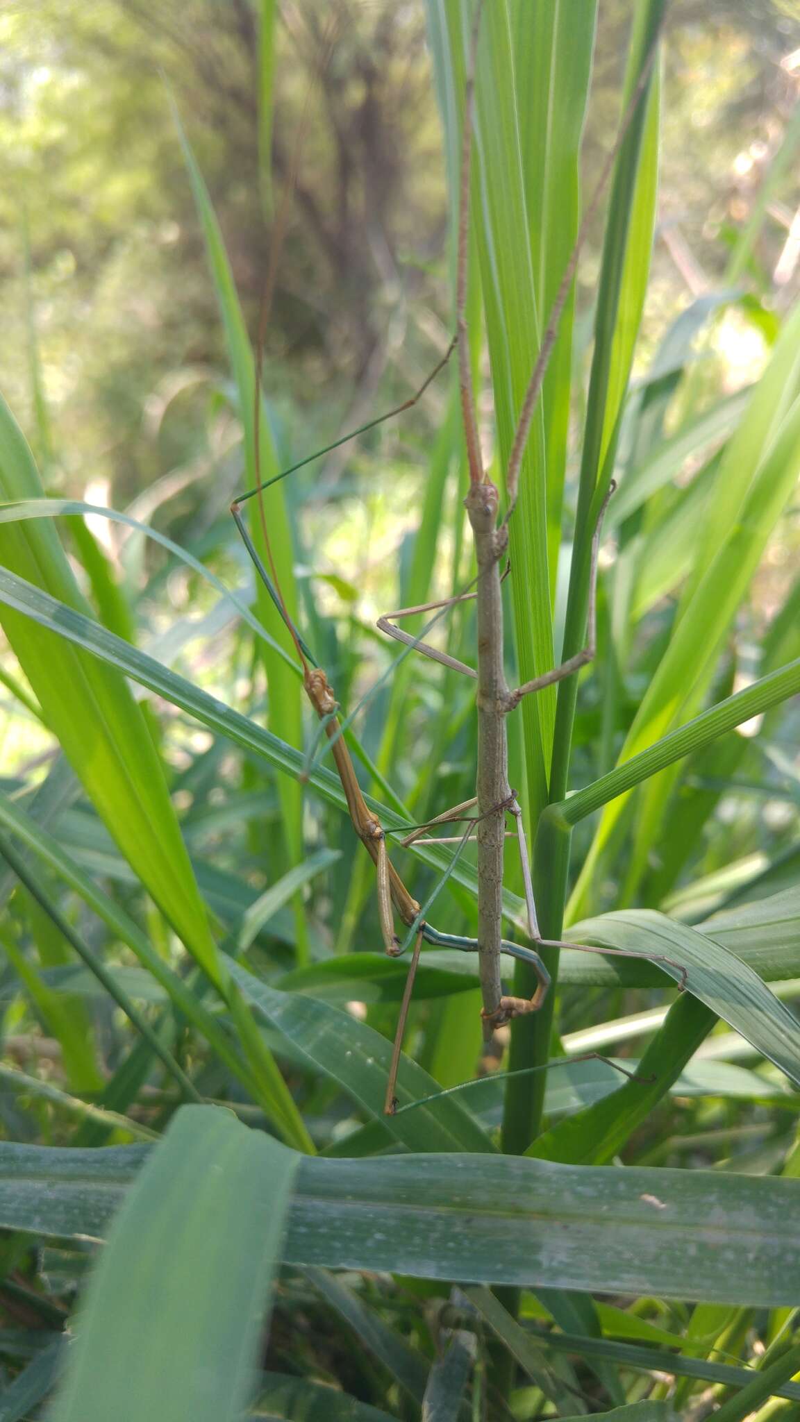 Image of Tamaulipan Walkingstick