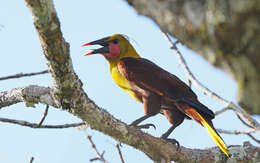 Image of Amazonian Oropendola