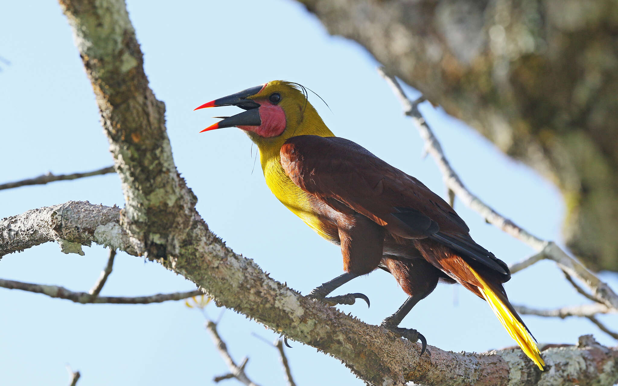 Image of Amazonian Oropendola