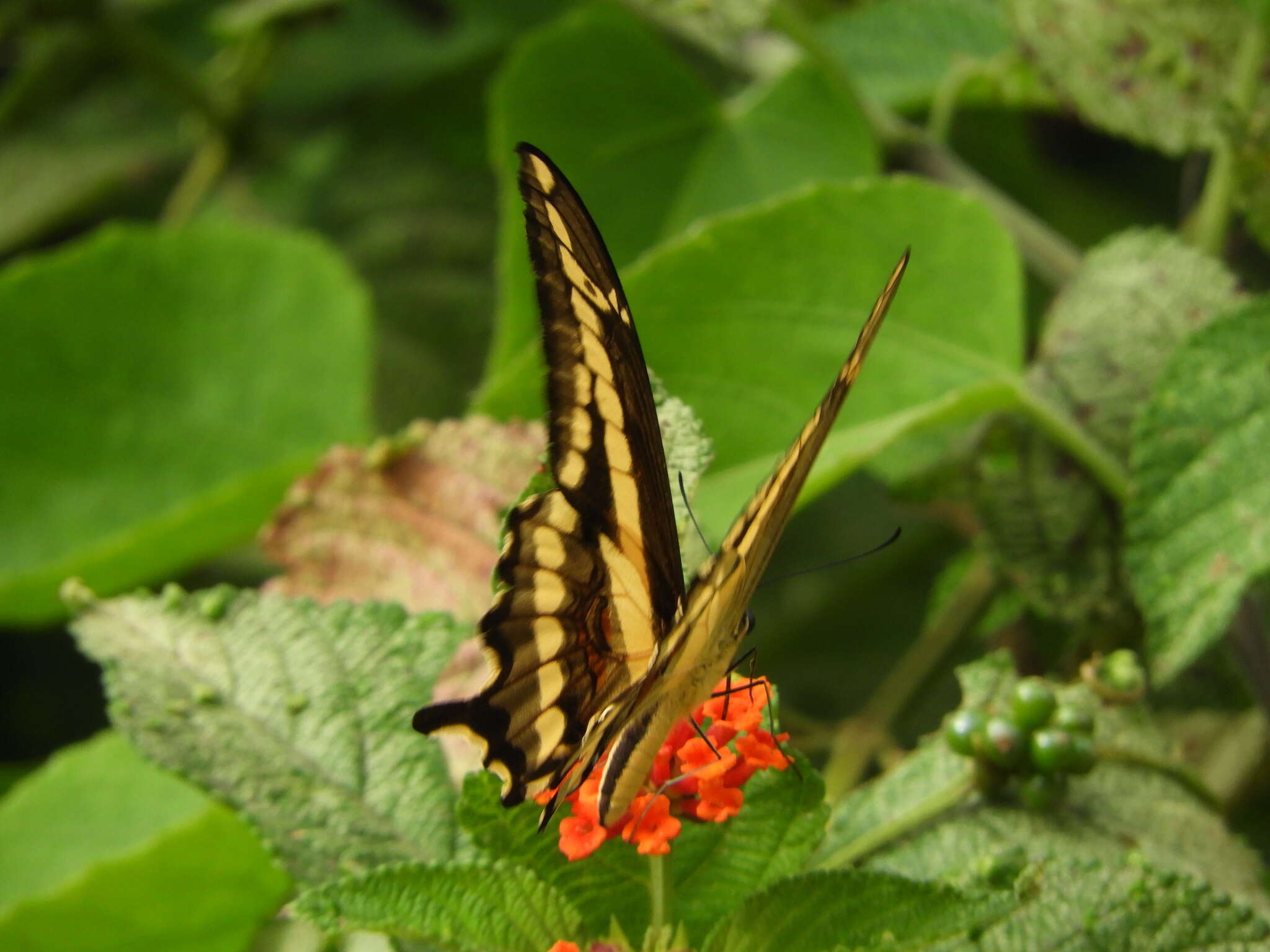 Image de Papilio paeon Boisduval 1836