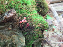 Image of Mycena sanguinolenta (Alb. & Schwein.) P. Kumm. 1871