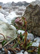 Image of Culcitium serratifolium Meyen & Walp.