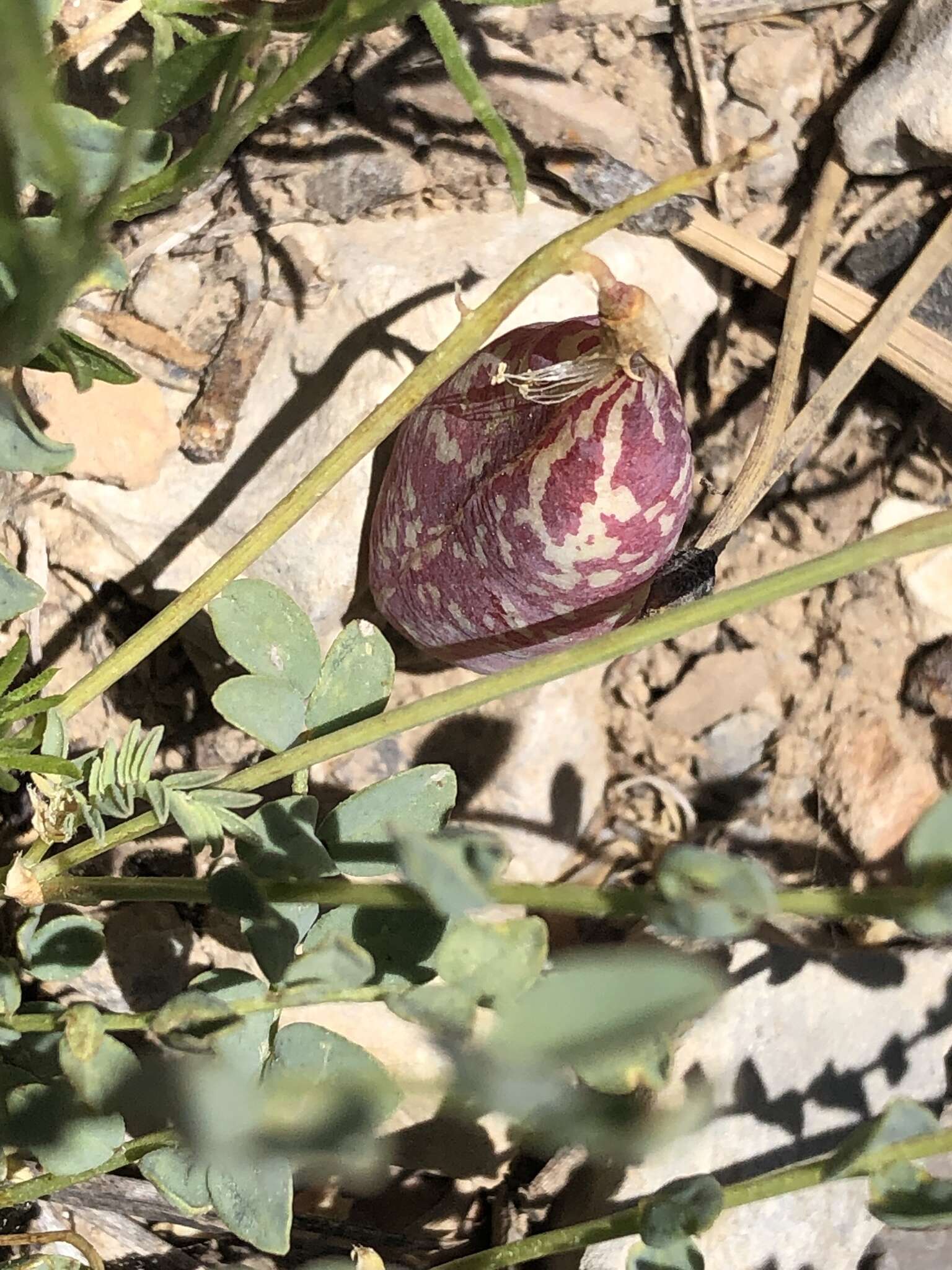 Imagem de Astragalus oophorus var. clokeyanus Barneby