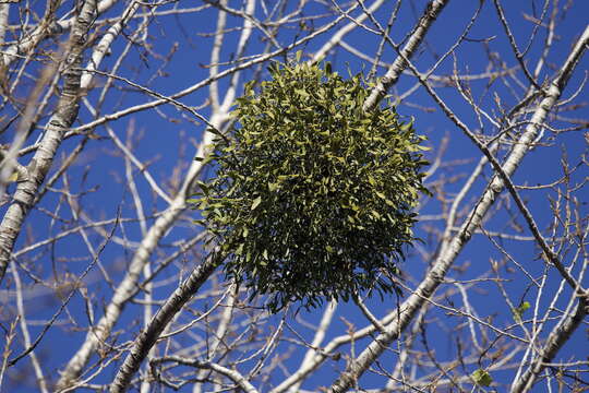 Image of European mistletoe