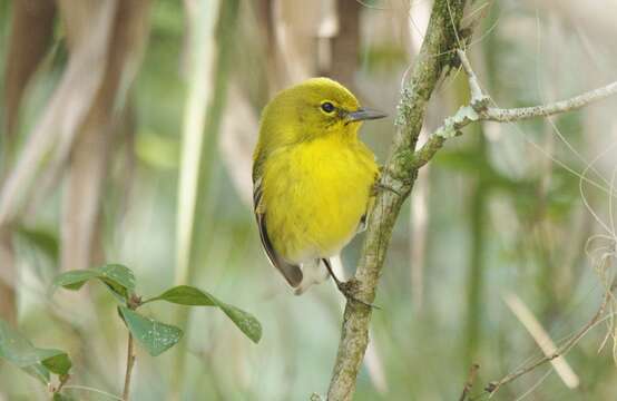 Image of Pine Warbler