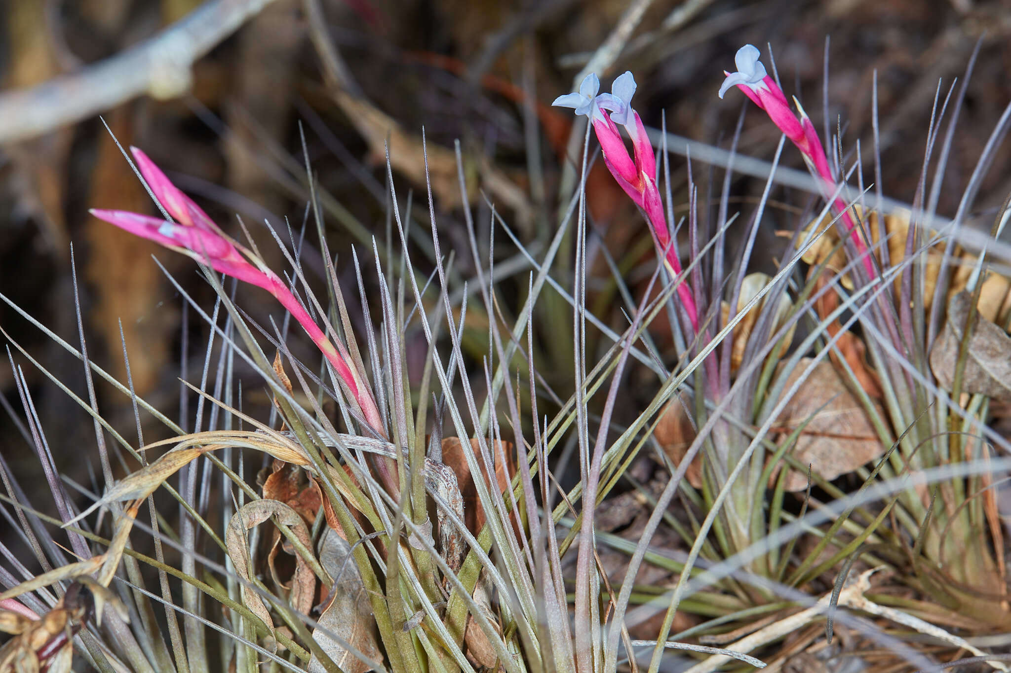 Image of narrowleaf airplant