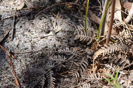 Image of Mustard-bellied Snake