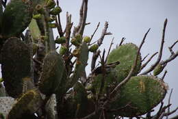 Image of Large Ground Finch