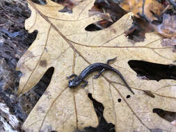 Image of Klamath Black Salamander