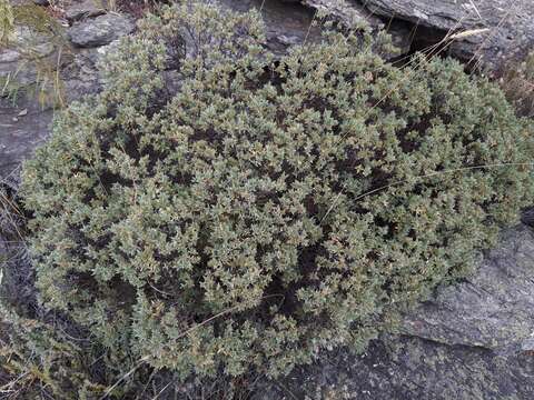 Image of Pimelea aridula Cockayne